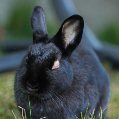 🐰 Aidons Annick à poursuivre son combat