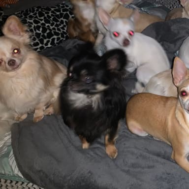 Un toit pour mes 14 petits chiens et moi 🐾