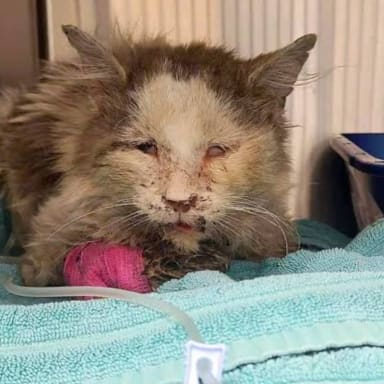 Aidez Pako , mon chat perdu et retrouvé 4 jours après dans cette état