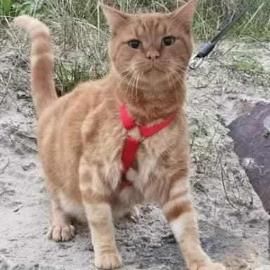 Opération pour  notre chat Hilton atteint d’une infection grave à l’oreille