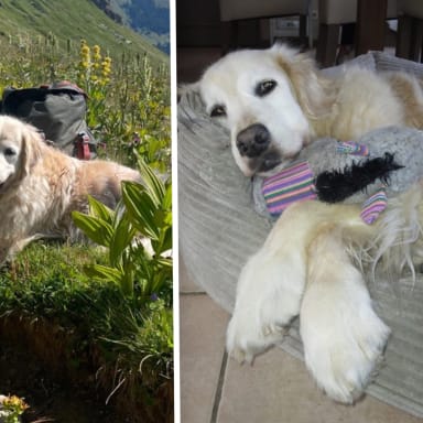 Aidez cette famille à sauver leur chienne qui leurs tient à cœur
