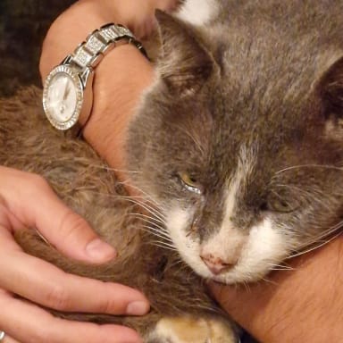 Sauvetage d’un chat à la Réunion