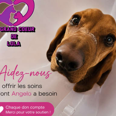 ❤️Aide pour Angelo❤️