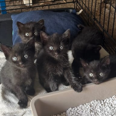 Demande d’aide aux soins d’une chatte et de ses chatons
