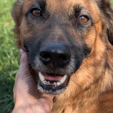 Traitement dirofilariose Roukie et Bhoss