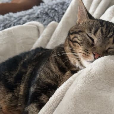 Aidez nous à sauver Xena