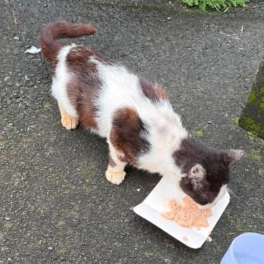 Soins de Paul chat de rue mal en point