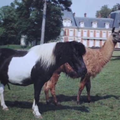 CAGNOTTE POUR RÉNOVER LE CHÂTEAU  DU LIEUTEL ( ANCIEN MONASTÈRE)