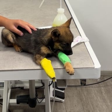 Un petit chiot, un grand combat
