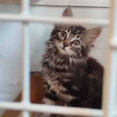 Sauvetage 5 petits chatons