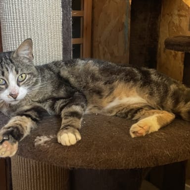 Milka a besoin de vous, FIV+ de 5 ans 🐾