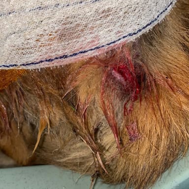 URGENCE POUR CE PETIT CHIEN ATTAQUÉ PAR UN BULLY