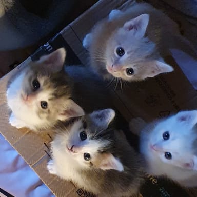 Un coup de patte pour nos chats🐾