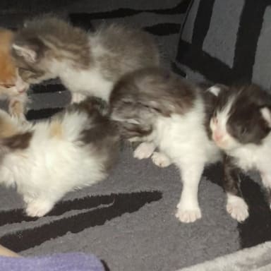 Urgence Période chatons