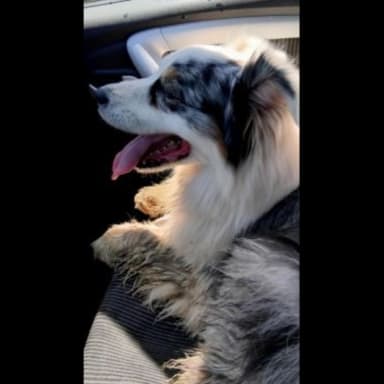 J'ai voulu aider un chien perdu, aujourd'hui j'ai besoin d'aide