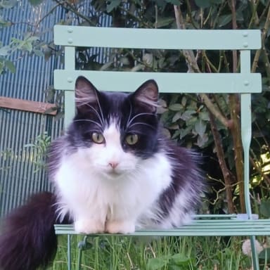Aidez-moi à sauver Moustache!