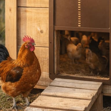 Sauvetage poules pondeuses de reforme
