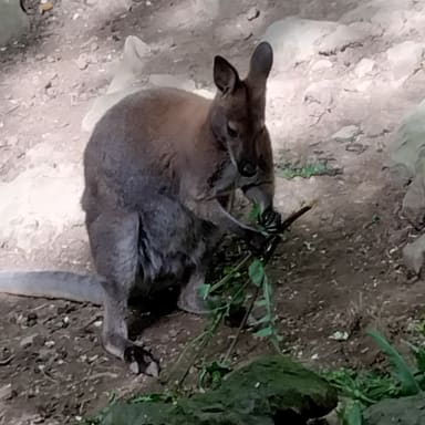 Frais d'alimentation des animaux, acteurs de notre parc floral et animalier.