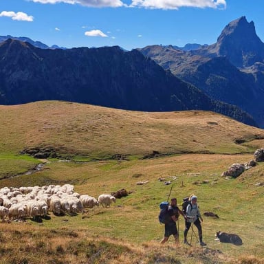 Solidarité avec Sophie et Stéphane : nouveau toit à leur troupeau