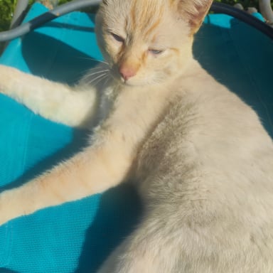 Opération chat