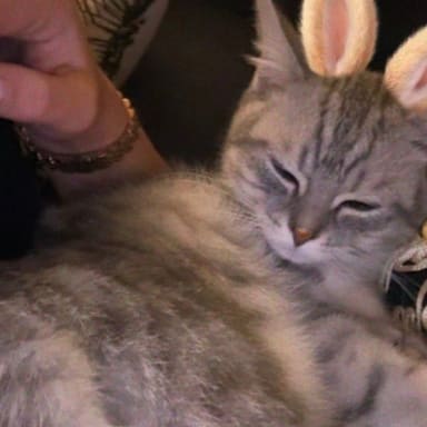 Pour le chat de Lyana stppp wissalllll