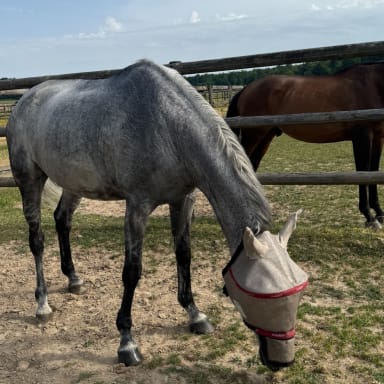 aide pour financer ma selle d'équitation pour le bien etre de mon cheval