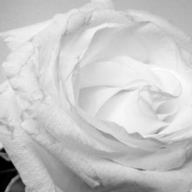 🕊️ Océane 🕊️