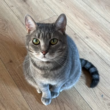 Aidez moi à sauver Tigrou ❤️