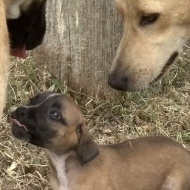 Unis pour eux 🐾 ensemble on y arrivera ❤️ Pour les Animaux de Gwada