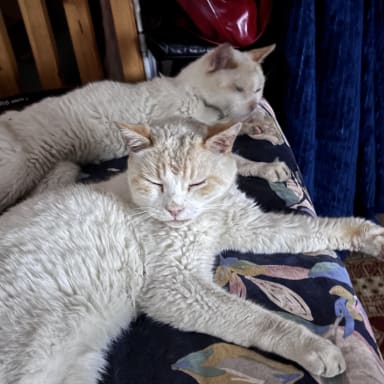Pour Léon et George 💓