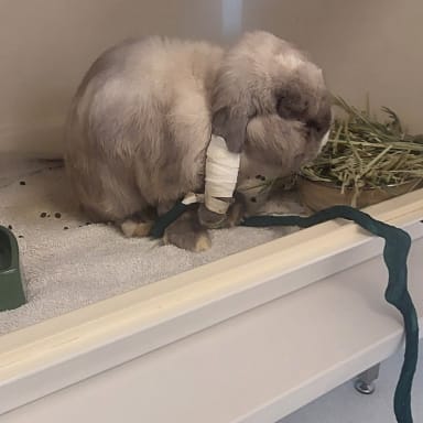 Aide soins pour Aiko