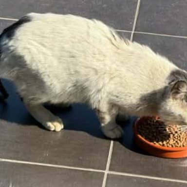 Cagnotte pour un chat qui a besoin de soins et d une operation