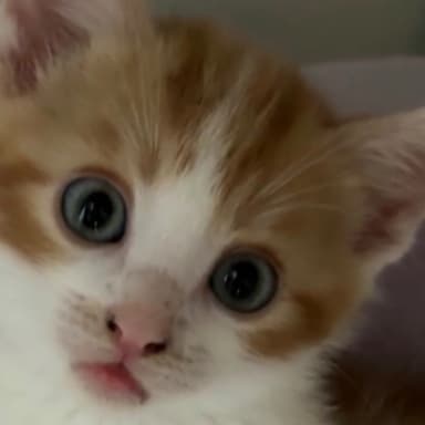 Bibouche 🐈