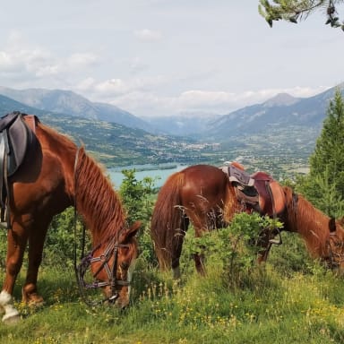Aidons AALPES Equitation