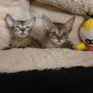 Pour nos chatons