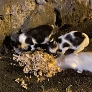 Cagnotte solidaire pour les chats libres
