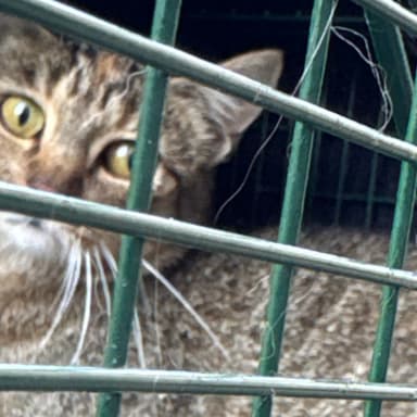 Une seconde chance pour les chats oubliés