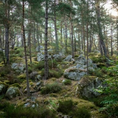 Cagnotte au profit de la faune sauvage de Fontainebleau