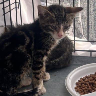 Ensemble pour soigner ce chaton de 8 semaines trouvé dans un bois