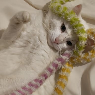 Aidez Mochi à être opéré
