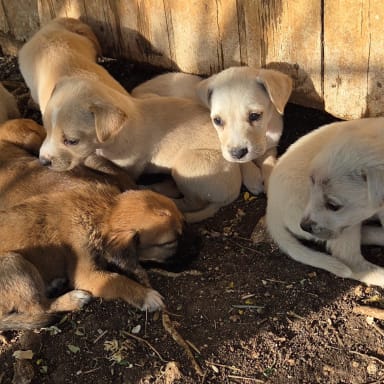 SOS Chiots de Guadeloupe : Offrons-leur une seconde chance !