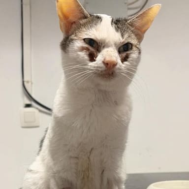 Besoin de votre aide pour les soins de Pepette ❤️