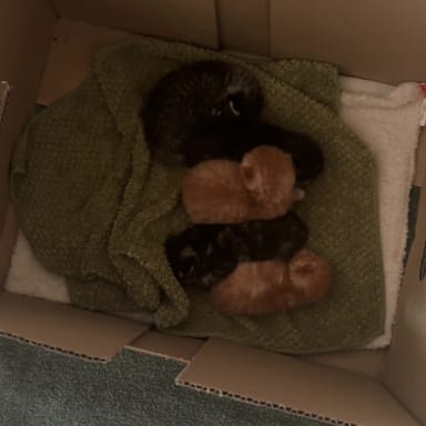 🐾 Appel à la solidarité pour nos 5 nouveaux petits protégés 🐾
