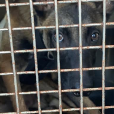 Sauvetage de Riggs - bébé malinois