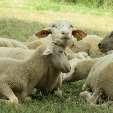 Sauvons « les Pastoralines »