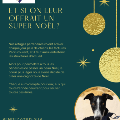 Le Noël de nos refuges partenaires