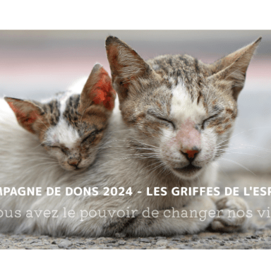 Campagne de don été 2024 - Les Griffes de l'Espoir