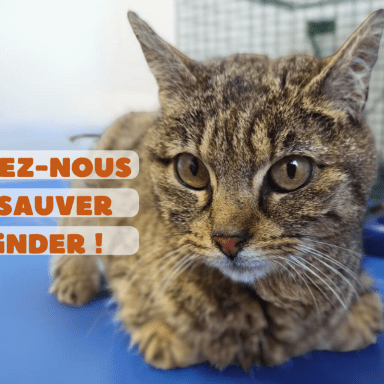Sauvons la vie de Kinder