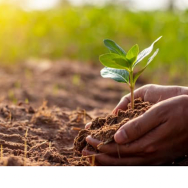 Projet reforestation avec POP-E