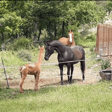 Ensemble Protégeons les Animaux!